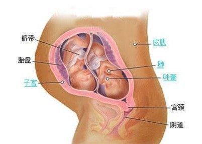 双胞胎 多胞胎