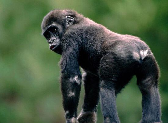 科学家确认所有艾滋病毒株均来自猩猩